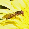 Melanostoma scalare, female, hoverfly, Alan Prowse